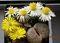 Нажмите на изображение для увеличения.

Название:	IMG_4131 (1000x717).jpg
Просмотров:	355
Размер:	381.6 Кб
ID:	369641