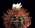 Нажмите на изображение для увеличения.

Название:	Gymnocalycium moserianum.jpg
Просмотров:	151
Размер:	168.6 Кб
ID:	369655