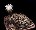 Нажмите на изображение для увеличения.

Название:	Gymnocalycium triacanthum P124.jpg
Просмотров:	147
Размер:	134.9 Кб
ID:	369656