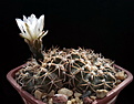 Нажмите на изображение для увеличения.

Название:	Gymnocalycium triacanthum P124_1.jpg
Просмотров:	149
Размер:	135.8 Кб
ID:	369657