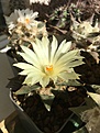 Нажмите на изображение для увеличения.

Название:	Ar.trigonus v.elongatus CSD45.JPG
Просмотров:	156
Размер:	381.9 Кб
ID:	369680