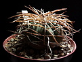 Нажмите на изображение для увеличения.

Название:	Gymnocalycium cardenasianum.jpg
Просмотров:	141
Размер:	146.5 Кб
ID:	369696
