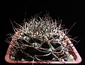 Нажмите на изображение для увеличения.

Название:	Gymnocalycium mazanense.jpg
Просмотров:	142
Размер:	163.9 Кб
ID:	369697