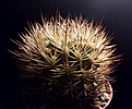 Нажмите на изображение для увеличения.

Название:	Pyrrhocactus umadeave VG-630.jpg
Просмотров:	139
Размер:	179.4 Кб
ID:	369699