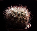 Нажмите на изображение для увеличения.

Название:	Pyrrhocactus umadeave VG-630_1.jpg
Просмотров:	143
Размер:	161.0 Кб
ID:	369700