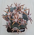 Нажмите на изображение для увеличения.

Название:	Echinocactus horizontalonius SHIROTOGE SUIHEIMARU.2.jpg
Просмотров:	607
Размер:	10.4 Кб
ID:	369721