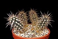 Нажмите на изображение для увеличения.

Название:	Machaerocereus eruca.JPG
Просмотров:	137
Размер:	421.1 Кб
ID:	369734