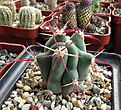 Нажмите на изображение для увеличения.

Название:	Ferocactus-townsendianus2.jpg
Просмотров:	727
Размер:	313.6 Кб
ID:	369743