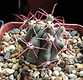 Нажмите на изображение для увеличения.

Название:	Ferocactus-townsendianus1.jpg
Просмотров:	748
Размер:	338.5 Кб
ID:	369744