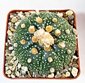 Нажмите на изображение для увеличения.

Название:	349 Astrophytum asterias.jpg
Просмотров:	146
Размер:	72.4 Кб
ID:	369745