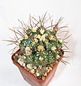 Нажмите на изображение для увеличения.

Название:	350 Astrophytum мультигибрид.JPG
Просмотров:	191
Размер:	54.1 Кб
ID:	369746