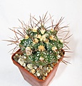 Нажмите на изображение для увеличения.

Название:	350 Astrophytum мультигибрид.JPG
Просмотров:	138
Размер:	54.1 Кб
ID:	369746