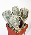 Нажмите на изображение для увеличения.

Название:	351 Astrophytum Onzuka MG 57 5.JPG
Просмотров:	150
Размер:	73.7 Кб
ID:	369747