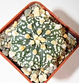 Нажмите на изображение для увеличения.

Название:	355 Astrophytum Superkabuto.JPG
Просмотров:	138
Размер:	71.1 Кб
ID:	369748