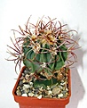 Нажмите на изображение для увеличения.

Название:	361 Echinocactus parryi L 1372.JPG
Просмотров:	145
Размер:	65.7 Кб
ID:	369749