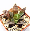 Нажмите на изображение для увеличения.

Название:	170 Haworthia  hybr.JPG
Просмотров:	159
Размер:	63.9 Кб
ID:	369750