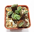 Нажмите на изображение для увеличения.

Название:	172 Haworthia  spiralis.JPG
Просмотров:	169
Размер:	50.9 Кб
ID:	369751