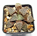 Нажмите на изображение для увеличения.

Название:	174 Haworthia emelyae major опылена pygmaea var. esterhuizenii GM320.JPG
Просмотров:	193
Размер:	73.0 Кб
ID:	369752