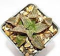 Нажмите на изображение для увеличения.

Название:	186 089 13 Haworthia pygmaea var. esterhuizenii GM320 опылена emelyae major 2.JPG
Просмотров:	137
Размер:	59.6 Кб
ID:	369754