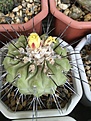 Нажмите на изображение для увеличения.

Название:	Copiapoa dealbata PV2045(2).JPG
Просмотров:	145
Размер:	413.2 Кб
ID:	369783