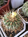 Нажмите на изображение для увеличения.

Название:	Copiapoa gigantea v.haseltoniana PV2158.JPG
Просмотров:	131
Размер:	432.2 Кб
ID:	369784