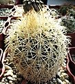 Нажмите на изображение для увеличения.

Название:	Coryphantha echinus.JPG
Просмотров:	333
Размер:	455.0 Кб
ID:	369802