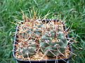 Нажмите на изображение для увеличения.

Название:	Gymnocalycium moserianum 2008.jpg
Просмотров:	272
Размер:	219.0 Кб
ID:	369804