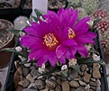 Нажмите на изображение для увеличения.

Название:	Ar.agavoides,Tula(Laras2000).jpg
Просмотров:	140
Размер:	256.2 Кб
ID:	369818