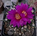 Нажмите на изображение для увеличения.

Название:	A.agavoides,Tula(Laras,2000).jpg
Просмотров:	141
Размер:	211.0 Кб
ID:	369819