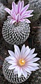 Нажмите на изображение для увеличения.

Название:	T.pseudopectinatus.jpg
Просмотров:	127
Размер:	212.4 Кб
ID:	369825