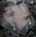 Нажмите на изображение для увеличения.

Название:	Ar ret buds.jpg
Просмотров:	146
Размер:	207.7 Кб
ID:	369828