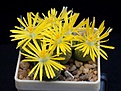 Нажмите на изображение для увеличения.

Название:	bromfieldii v.insularis cv.Sulphurea.JPG
Просмотров:	265
Размер:	229.8 Кб
ID:	369836