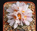 Нажмите на изображение для увеличения.

Название:	albiflorus.JPG
Просмотров:	154
Размер:	211.1 Кб
ID:	369861