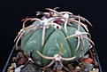 Нажмите на изображение для увеличения.

Название:	Echinocactus horizonthalonius VZD 491.jpg
Просмотров:	469
Размер:	54.9 Кб
ID:	369871