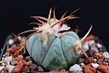 Нажмите на изображение для увеличения.

Название:	Echinocactus horizonthalonius VZD 916.jpg
Просмотров:	482
Размер:	55.2 Кб
ID:	369872