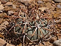 Нажмите на изображение для увеличения.

Название:	echinocactus-horizonthalonius-vzd-491-la-noria-zac.jpg
Просмотров:	242
Размер:	130.8 Кб
ID:	369879