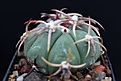 Echinocactus horizonthalonius VZD 491.jpg