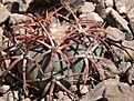 Нажмите на изображение для увеличения.

Название:	echinocactus-horizonthalonius-vzd-916-las-escobas-chih-foto-zdenek-vasko.jpg
Просмотров:	239
Размер:	130.9 Кб
ID:	369881