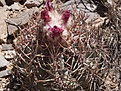 echinocactus-horizonthalonius-vzd-1346-alamogordo-nm-foto-zdenek-vasko.jpg