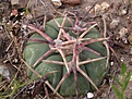 Нажмите на изображение для увеличения.

Название:	echinocactus-horizonthalonius-vzd-1235-el-grullo-slp-foto-zdenek-vasko-.jpg
Просмотров:	240
Размер:	120.4 Кб
ID:	369888