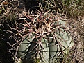 Нажмите на изображение для увеличения.

Название:	echinocactus-horizonthalonius-vzd-1235-el-grullo-slp.jpg
Просмотров:	242
Размер:	159.8 Кб
ID:	369889