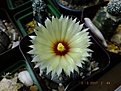 Нажмите на изображение для увеличения.

Название:	astrophytum CAPASAS.jpg
Просмотров:	150
Размер:	128.0 Кб
ID:	369903
