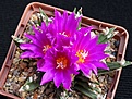 Нажмите на изображение для увеличения.

Название:	agavoides.JPG
Просмотров:	151
Размер:	292.7 Кб
ID:	369906