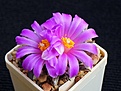 Нажмите на изображение для увеличения.

Название:	agavoides 2.JPG
Просмотров:	151
Размер:	199.4 Кб
ID:	369907