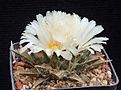 Нажмите на изображение для увеличения.

Название:	trigonus v.horacekii (2).JPG
Просмотров:	140
Размер:	246.5 Кб
ID:	369911