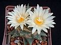 Нажмите на изображение для увеличения.

Название:	trigonus v.horacekii GM 140.JPG
Просмотров:	147
Размер:	203.4 Кб
ID:	369912