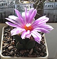 Нажмите на изображение для увеличения.

Название:	Ariocarpus_bravoanus_HO1392_12y.JPG
Просмотров:	140
Размер:	106.8 Кб
ID:	369972
