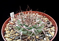 Нажмите на изображение для увеличения.

Название:	Gymnocalycium ferrari P136.jpg
Просмотров:	172
Размер:	185.5 Кб
ID:	370018