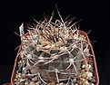 Нажмите на изображение для увеличения.

Название:	Gymnocalycium bozsingianum VG-246.jpg
Просмотров:	177
Размер:	166.7 Кб
ID:	370020