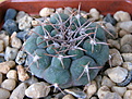 Нажмите на изображение для увеличения.

Название:	Gymnocalycium ferrari P136-1.jpg
Просмотров:	119
Размер:	214.6 Кб
ID:	370022